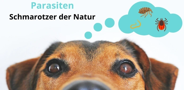 Bild eines Hundes der über parasitäre Insekten nachdenkt. Titel des Bilds: Parasiten - Schmarotzer der Natur