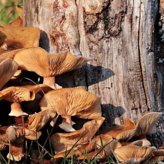 Pilze gehen mit Pflanzen Symbiosen zum Stoffwechsel ein