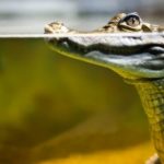 Reptilien Krokodil unter Wasser