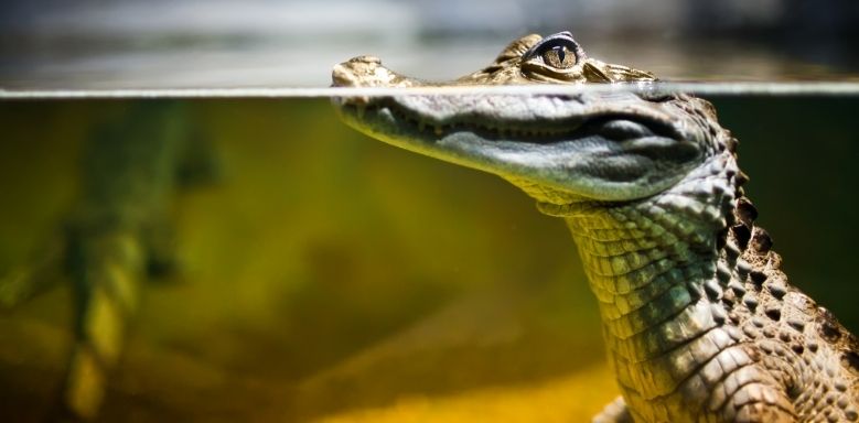 Reptilien Krokodil unter Wasser