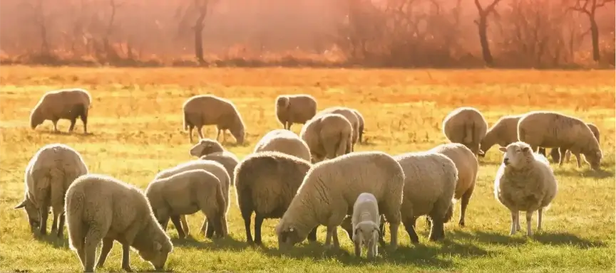 Räuber-Beute-Beziehung Weidegänger Bild