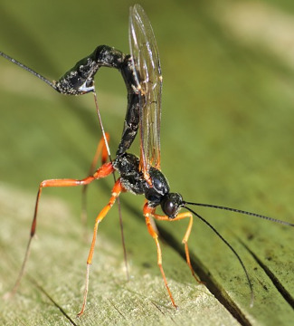 Schlupfwespen sind Parasitoide, das heißt der Wirt stirbt am Ende ihrer Entwicklung