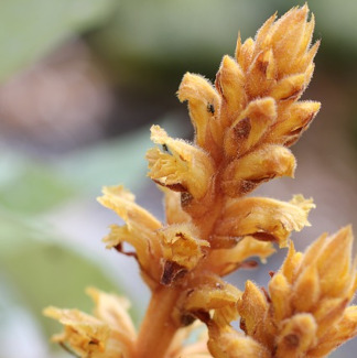 Sommerwurz als parasitierende Pflanze