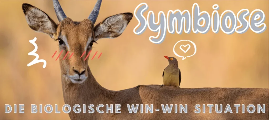 Symbiose als Nutzgemeinschaft
