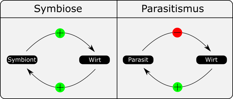 Vergleich Parasitismus Symbiose. Vorteil für beide bei der Symbiose, Nachteil für den Wirt beim Parasitismus