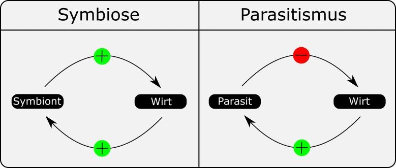 Veranschaulichung zwischen Symbiose und Parasitismus. Wirt und Symbiont unterstützen sich gegenseitig, während der Parasit dem Wirt schadet, der Wirt den Parasit aber unterstützt