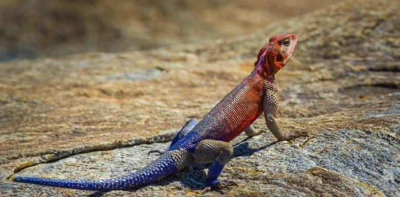 wechselwarme Eidechse Bild einer Eidechse die auf Gestein sitzt und nach oben rechts guckt