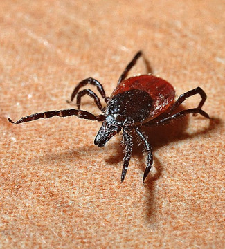 Zecken parasitieren auf einem Wirt, dem sie Blut absaugen