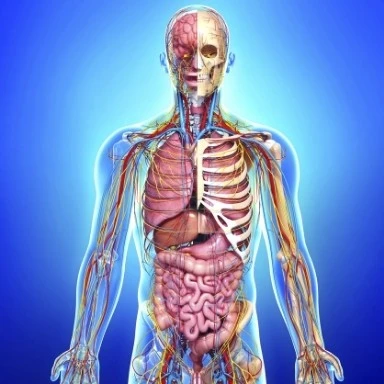 Die Anatomie der Organe