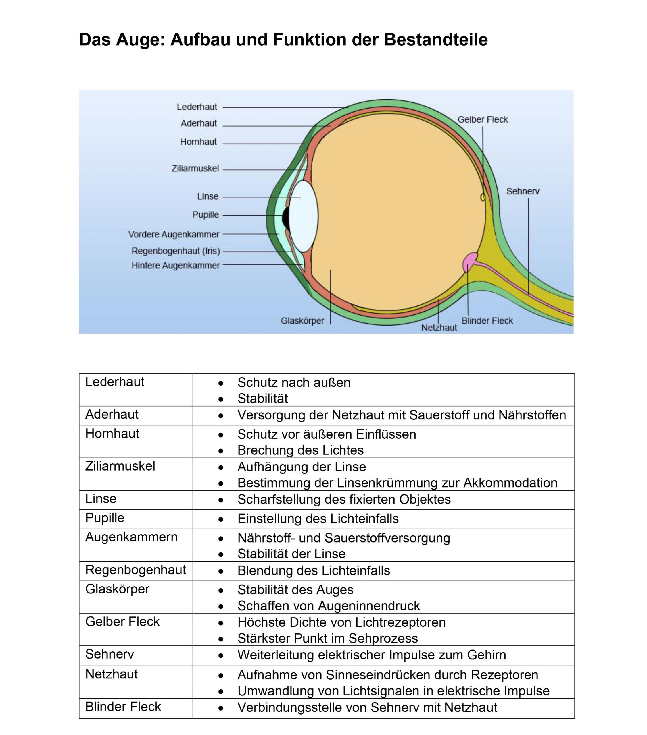 Auge Aufbau und Funktion Tabelle