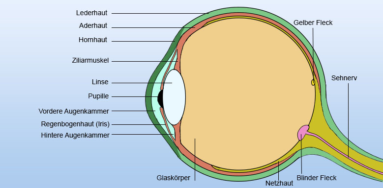 Auge Skizze mit Beschriftung