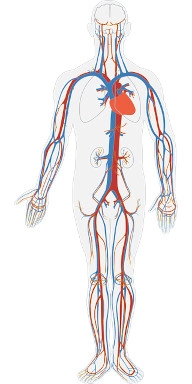 Herzkreislaufsystem