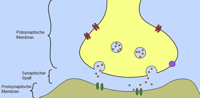 Synapse grundlegender Aufbau
