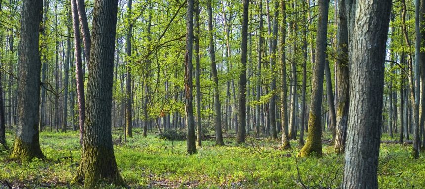 biotop ökosystem wald