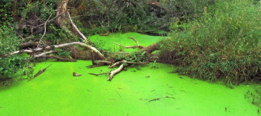 eutrophierung im see