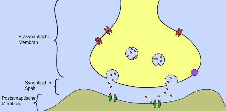 Synapse Aufbau drei Abschnitte