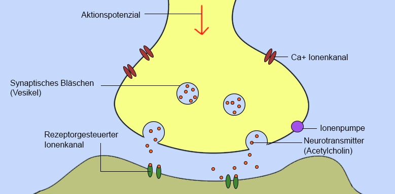 Synapse Beschriftung der einzelnen Bestandteile