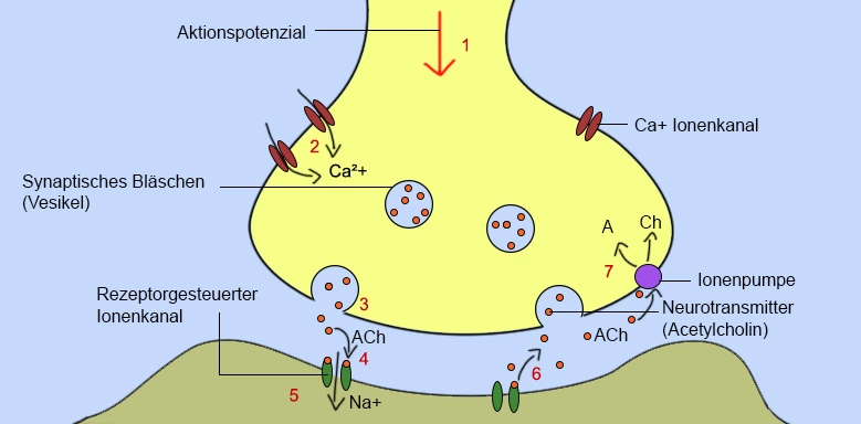 Synapse Prozesse Ernährungsübertragung