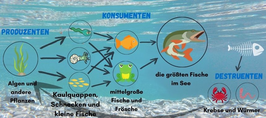 Nahrungskette Aufbau