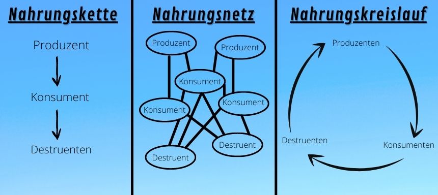 Nahrungsnetz See