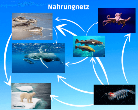 Nahrungsnetz