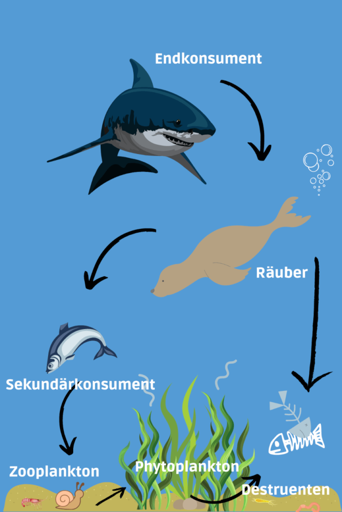 Nahrungskette Meer Das Leben unter Wasser leicht erklärt