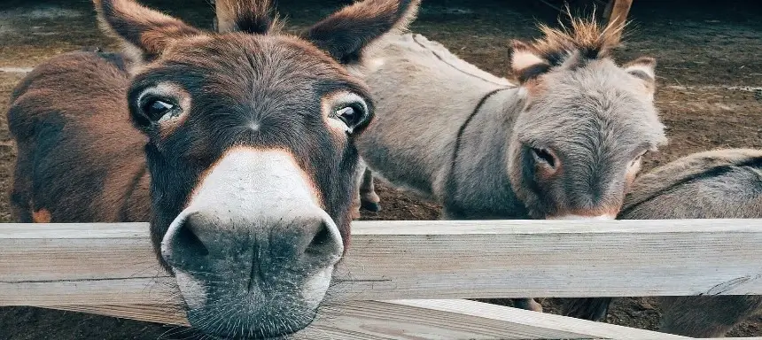 Esel, der über einen Zaun schaut. Esel sind Tiere, die typischerweise in Fabeln auftreten.