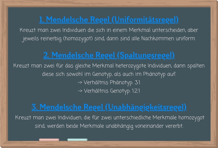 Die drei Mendelsche Regeln im Überblick