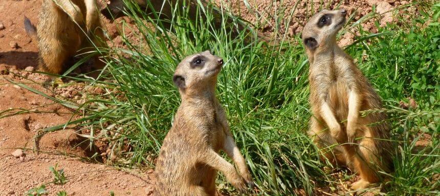 zwei Erdmännchen im Zoogelände in Leipzig