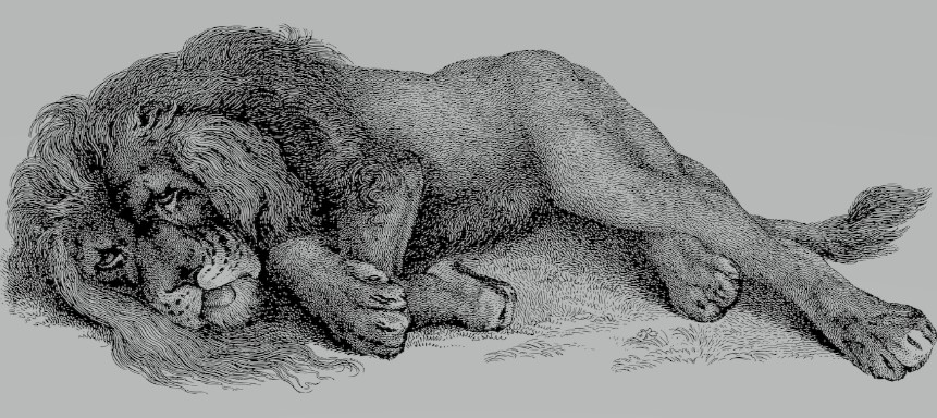 Fabeln - Löwe
