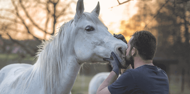 Berufe mit Tieren Pferdewirt