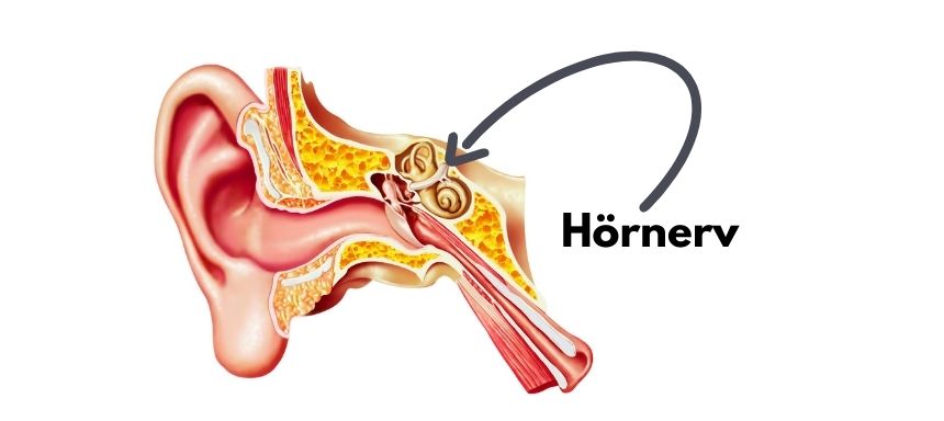 Abbild vom Aufbau eines Ohres mit Verweis auf Hörnerv