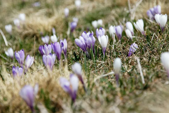 Blumen als Beispiel für Optimum