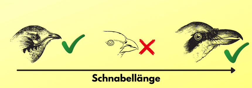 Evolutionsfaktoren aufspaltende Selektion Schnabelgröße