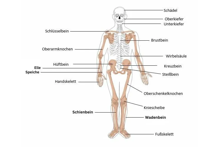 Skelett Mensch - Das musst du wissen (Übersicht + Übung)