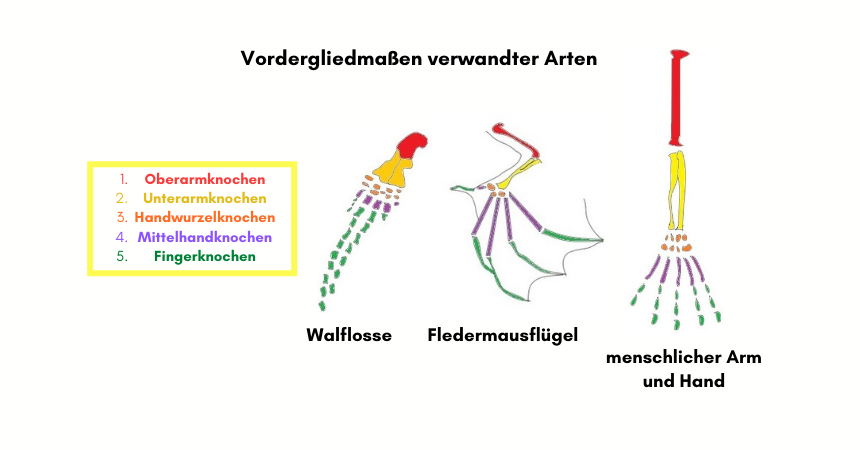 Homologie zwischen Vordergliedmaßen verwandter Arten