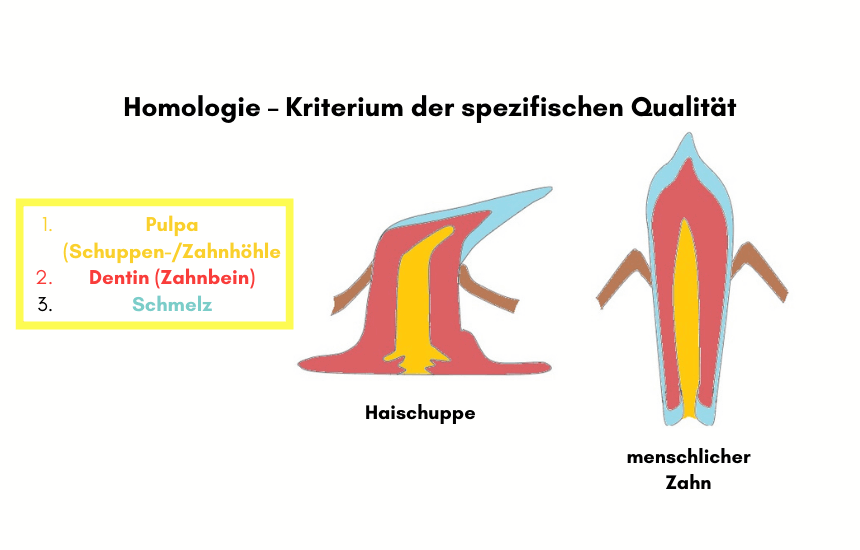 Homologie Kriterium zwei: Haischuppe und menschlicher Zahn