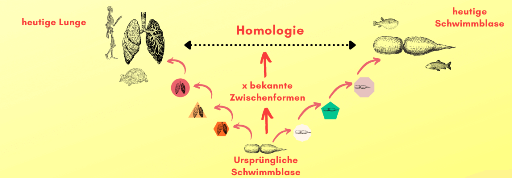 Konvergenz Und Divergenz Biologie Homologie & Analogie: Unterschiede & Was du dazu wissen musst!