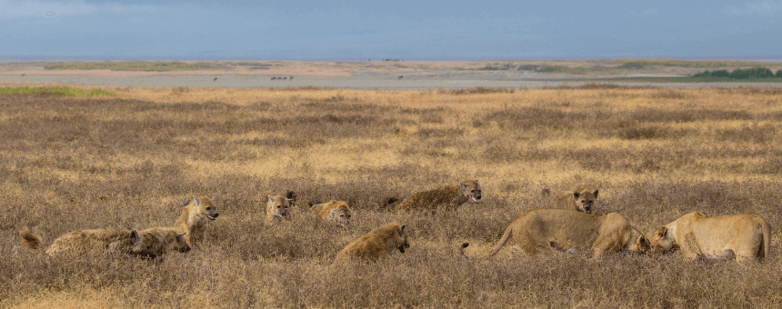 Löwe und Hyäne konkurrieren um Beute