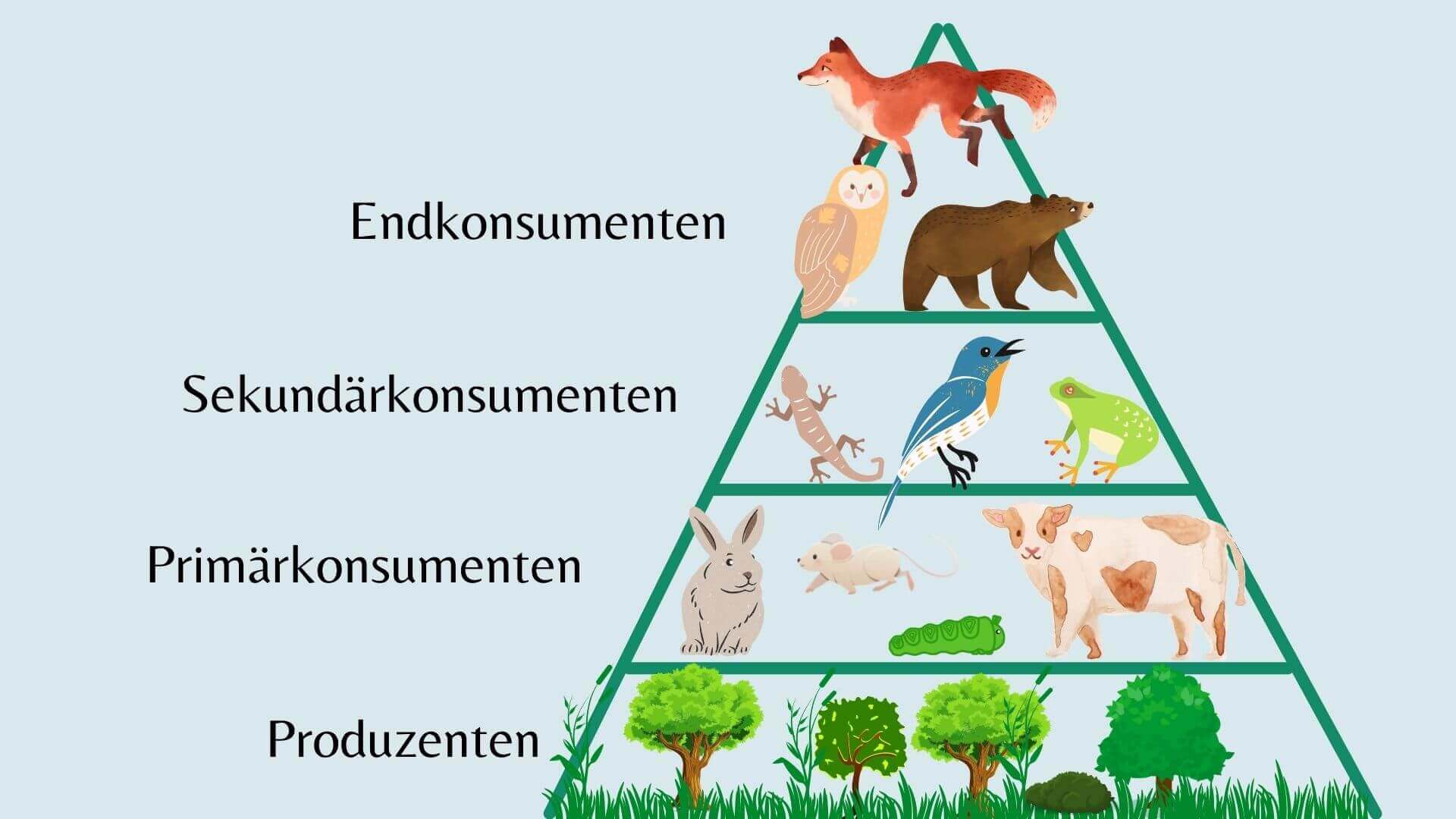 Darstellung Nahrungspyramide