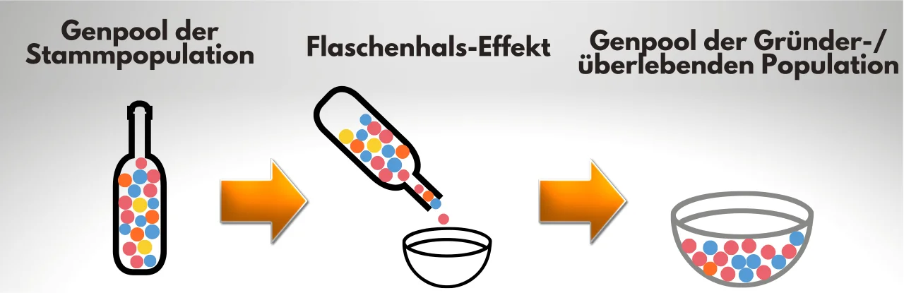 Flaschenhals-Effekt – die genetische Variabilität einer Population wird verringert