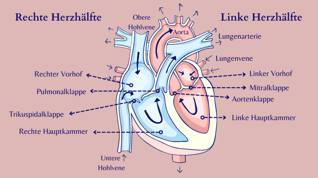 Herz Anatomie