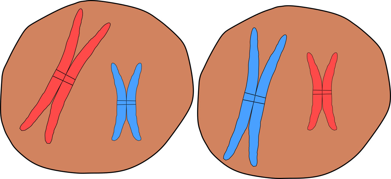 Meiose 1 Endergebnis