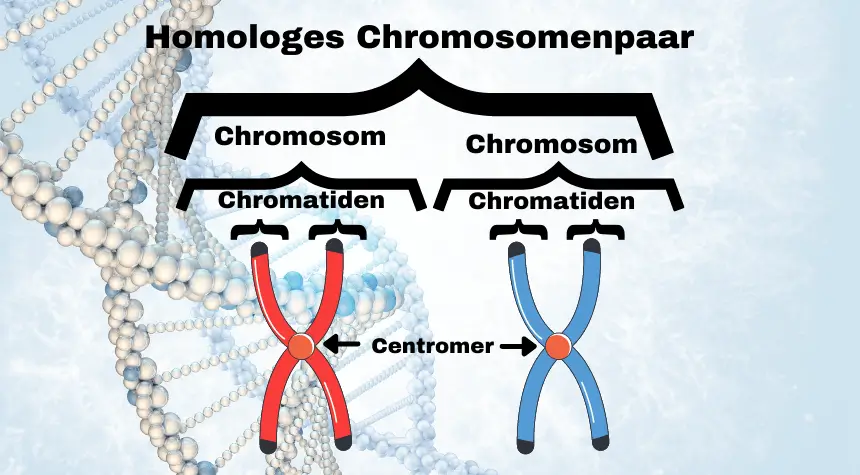 Meiose Chromosom - Begriffsunterscheidungen