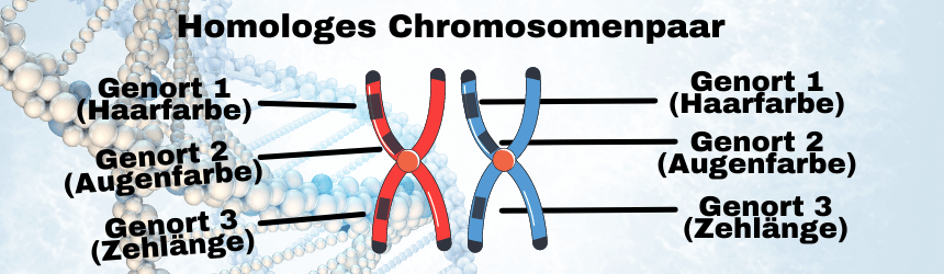 Homologe Chromosomenpaare haben denselben Genort