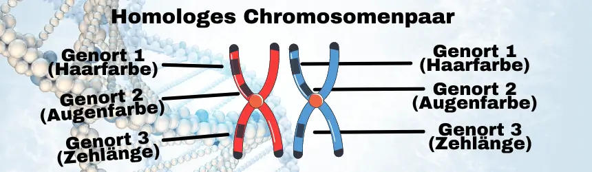 Meiose Homologes Chromosomenpaar
