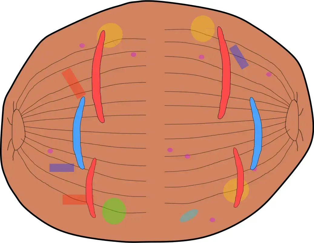 Bildliche Darstellung der Anaphase.