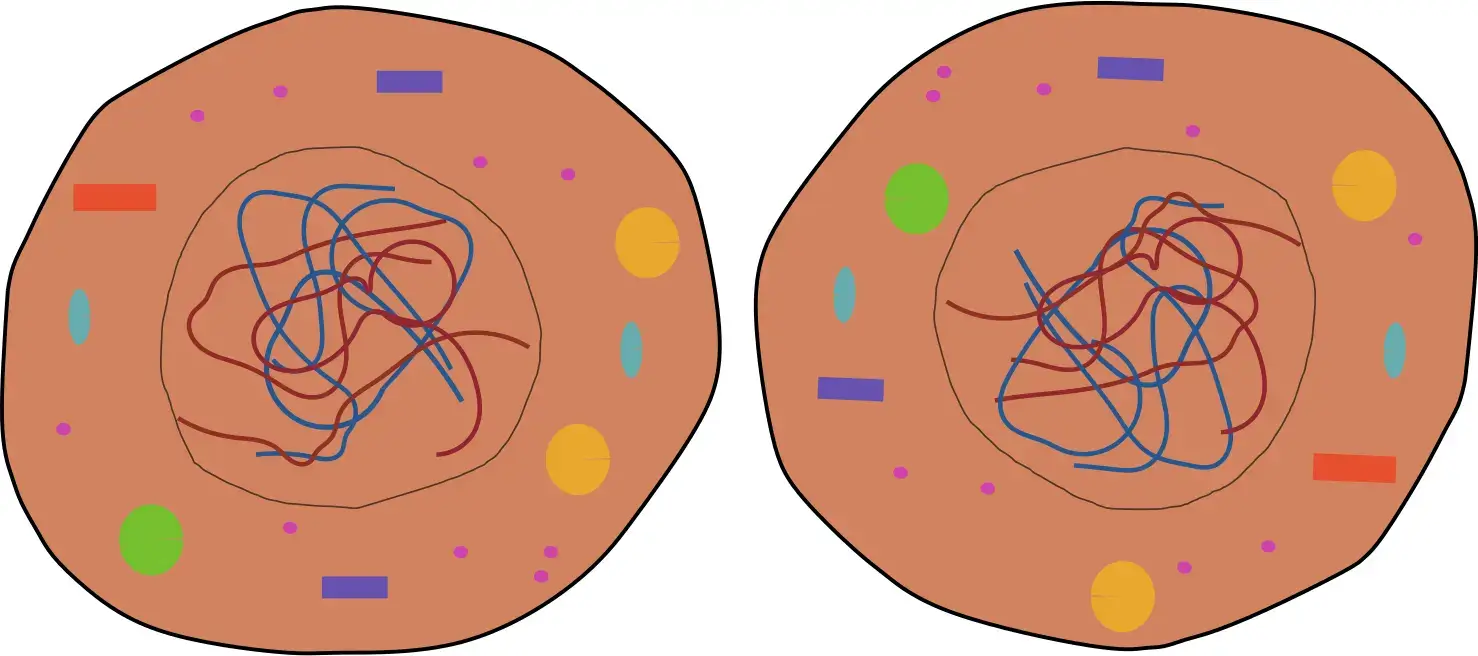 Bildliche Darstellung des Cytokinese-Ergebnisses.