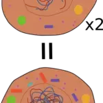 Bildliche Darstellung der Interphase der Mitose.