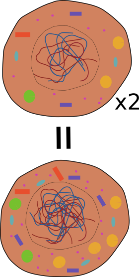 Mitose Interphase Erbgut und Organellen werden verdoppelt